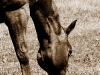 Grazing horse, Owl Creek Pass
